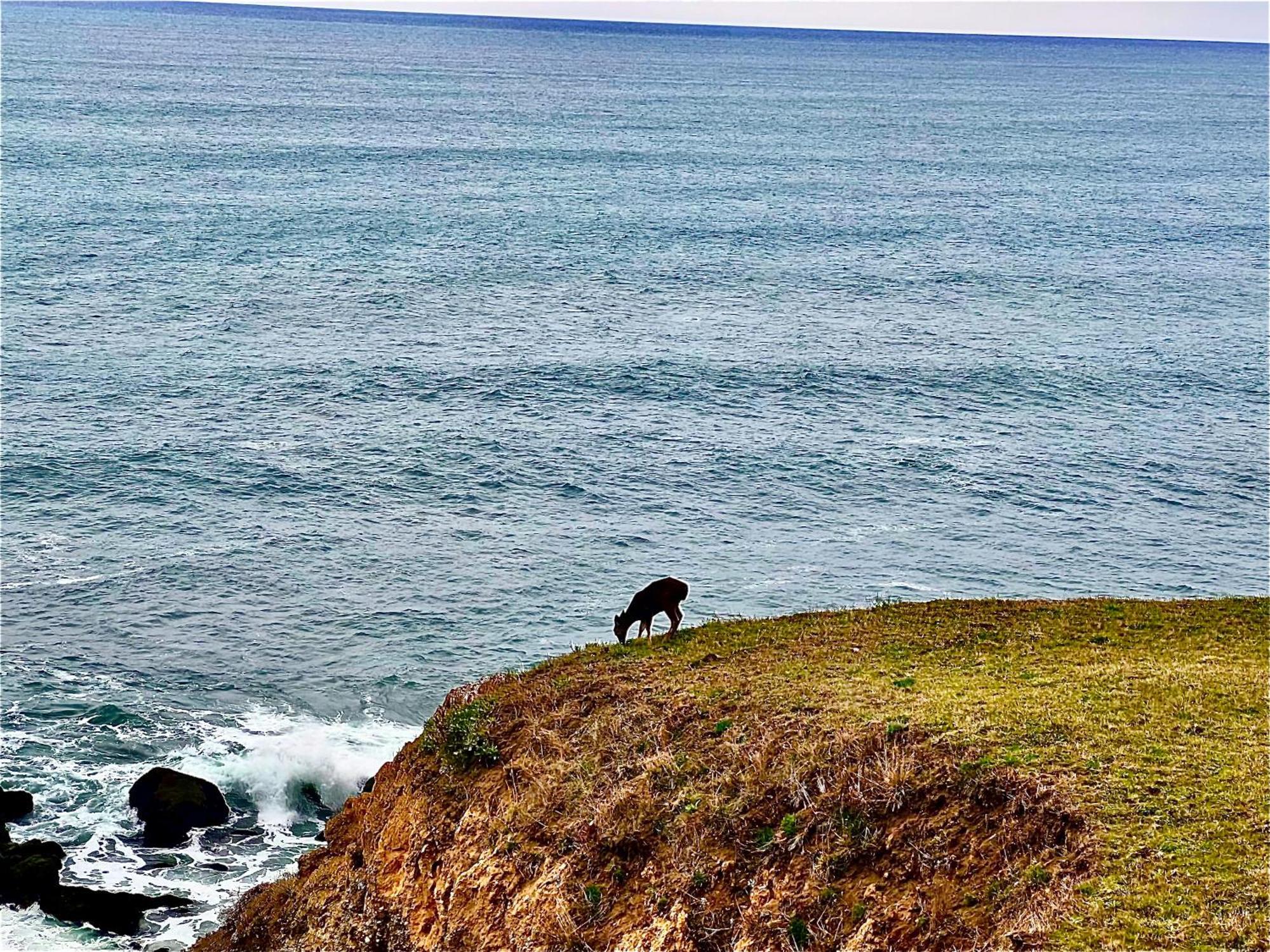 Inn Of The Lost Coast Shelter Cove المظهر الخارجي الصورة